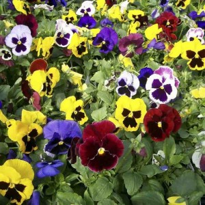 PANSY SWISS GIANT MIXED SEEDS - MIXED COLOUR - 100 SEEDS