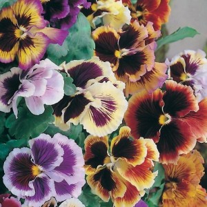 PANSY MASTERPIECE ROCOCO MIX SEEDS - RUFFLED FRILLY PETALED FLOWERS - 100 SEEDS