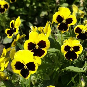 PANSY SWISS GIANT RHINEGOLD SEEDS - YELLOW BLOTCH - 100 SEEDS