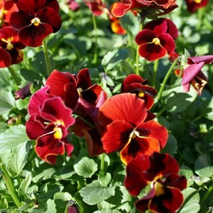 PANSY SWISS GIANT ALPINE GLOW SEEDS - RED PANSY FLOWERS - 100 SEEDS