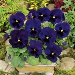 PANSY SWISS GIANT ULLSWATER - DEEP BLUE PANSY FLOWERS - 100 SEEDS PANSY SWISS GIANT ULLSWATER - DEEP BLUE PANSY FLOWERS - 100 SEEDS