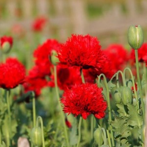 PAPAVER PAEONIFLORUM OASE POPPY - SCARLET RED OASE PEONY POPPY - 100 SEEDS