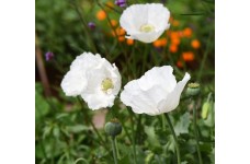 PAPAVER POPPY SISSINGHURST WHITE SEEDS - 150 SEEDS