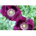 PAPAVER POPPY LAURENS GRAPE PURPLE POPPY - 500 SEEDS PAPAVER POPPY LAURENS GRAPE PURPLE POPPY - 500 SEEDS