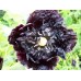 PAPAVER POPPY PAEONIFLORUM - BLACK PEONY POPPY - 250 SEEDS PAPAVER POPPY PAEONIFLORUM - BLACK PEONY POPPY - 250 SEEDS