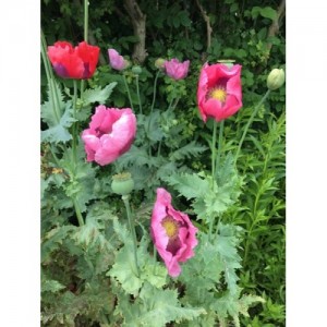 PAPAVER POPPY - MIXED COLOURS - TALL GROWING - 500 SEEDS