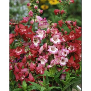 PENSTEMON CROWN HYBRID PERENNIAL SEEDS - 100 SEEDS