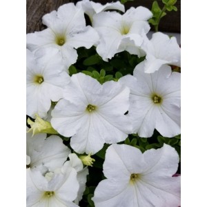 PETUNIA NANA COMPACTA SNOWBALL SNOW BALL WHITE SEEDS - 250 SEEDS
