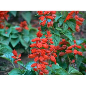 SALVIA COCCINEA SCARLET RED / BLOOD RED SAGE SEEDS - RED FLOWERS - 100 SEEDS