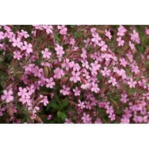 SAPONARIA OCYMOIDES SEEDS - ROCK SOAPWORT - TUMBLING TED - 100 SEEDS