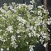 SAPONARIA VACCARIA WHITE SEEDS - WHITE FLOWERS - SOAPWORT - 100 SEEDS