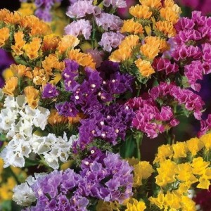 STATICE LIMONIUM SINUATUM PACIFIC MIX - 100 SEEDS