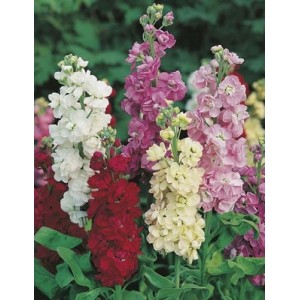 STOCK - LARGE FLOWERED TEN WEEK BEDDING STOCK SEEDS - 100 SEEDS