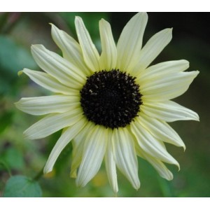 SUNFLOWER - ITALIAN WHITE - CREAMY WHITE - HELIANTHUS ANNUUS - 20 SEEDS SUNFLOWER - ITALIAN WHITE - CREAMY WHITE - HELIANTHUS ANNUUS - 20 SEEDS