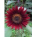 SUNFLOWER VELVET QUEEN SEEDS - DARK RED HELIANTHUS ANNUUS - 20 SEEDS SUNFLOWER VELVET QUEEN SEEDS - DARK RED HELIANTHUS ANNUUS - 20 SEEDS