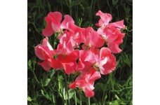 SWEET PEA GERANIUM PINK SPENCER SEEDS - PINK LATHYDORUS ODORATUS - 20 SEEDS