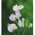 SWEET PEA HI SCENT GRANDIFLORA SEEDS - HEAVILY SCENTED LATHYDORUS ODORATUS - 20 SEEDS SWEET PEA HI SCENT GRANDIFLORA SEEDS - HEAVILY SCENTED LATHYDORUS ODORATUS - 20 SEEDS