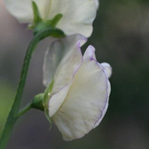 SWEET PEA HI SCENT GRANDIFLORA SEEDS - HEAVILY SCENTED LATHYDORUS ODORATUS - 20 SEEDS SWEET PEA HI SCENT GRANDIFLORA SEEDS - HEAVILY SCENTED LATHYDORUS ODORATUS - 20 SEEDS