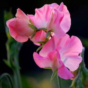 SWEET PEA MRS R BOLTON SEEDS - VIBRANT PINK LATHYDORUS ODORATUS - 20 SEEDS