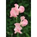 SWEET PEA PRINCESS ELIZABETH SEEDS - LATHYDORUS ODORATUS - 20 SEEDS