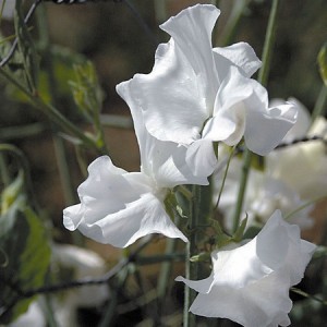 SWEET PEA SWAN LAKE - LATHYDORUS ODORATUS - WHITE FLOWERS - 40 SEEDS SWEET PEA SWAN LAKE - LATHYDORUS ODORATUS - WHITE FLOWERS - 40 SEEDS